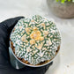 Custom Order- We’ll send you the exact live plant pictured (T8) (b2) | Las Vegas Plant Shop | 3" Pot