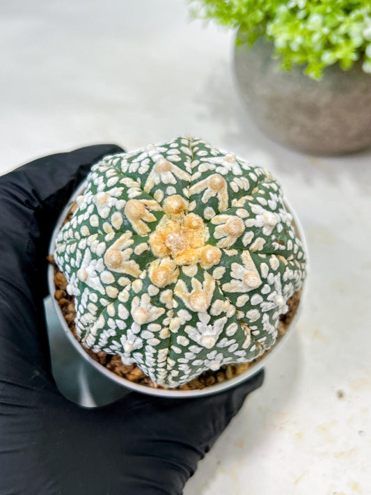 Custom Order- We’ll send you the exact live plant pictured (T8) (b2) | Las Vegas Plant Shop | 3" Pot