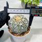 Custom Order- We’ll send you the exact live plant pictured (T8) (b2) | Las Vegas Plant Shop | 3" Pot
