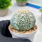 Custom Order- We’ll send you the exact live plant pictured (T8) (b2) | Las Vegas Plant Shop | 3" Pot