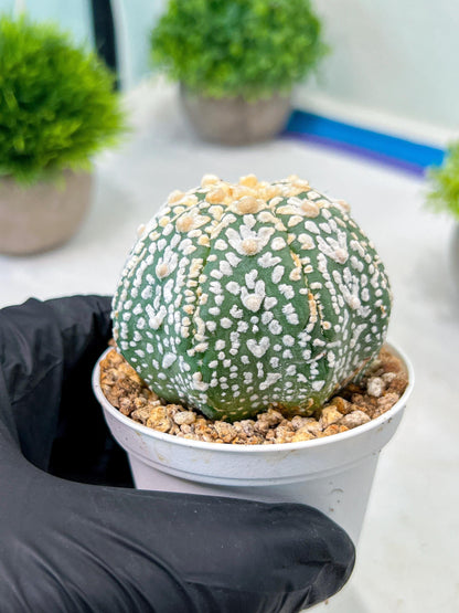 Custom Order- We’ll send you the exact live plant pictured (T8) (b2) | Las Vegas Plant Shop | 3" Pot