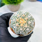 Custom Order- We’ll send you the exact live plant pictured (T8) (b2) | Las Vegas Plant Shop | 3" Pot