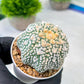 Custom Order- We’ll send you the exact live plant pictured (T8) (b2) | Las Vegas Plant Shop | 3" Pot