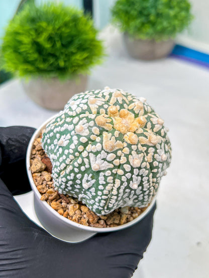 Custom Order- We’ll send you the exact live plant pictured (T8) (b2) | Las Vegas Plant Shop | 3" Pot