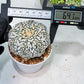 Custom Order- We’ll send you the exact live plant pictured (T8) (b3) | SHIP from USA | 3" Pot