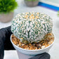 Custom Order- We’ll send you the exact live plant pictured (T8) (b3) | SHIP from USA | 3" Pot