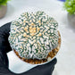 Custom Order- We’ll send you the exact live plant pictured (T8) (b3) | SHIP from USA | 3" Pot