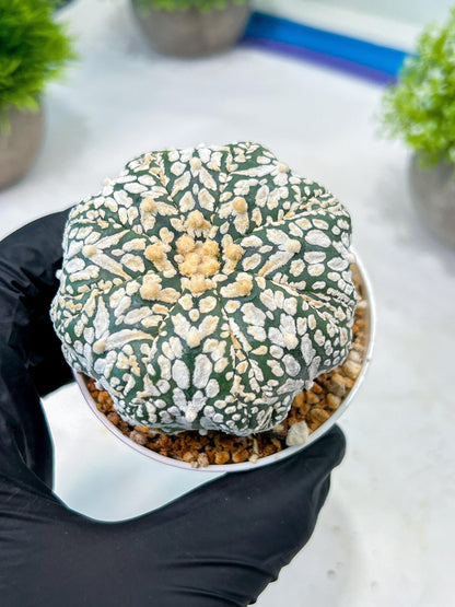 Custom Order- We’ll send you the exact live plant pictured (T8) (b3) | SHIP from USA | 3" Pot