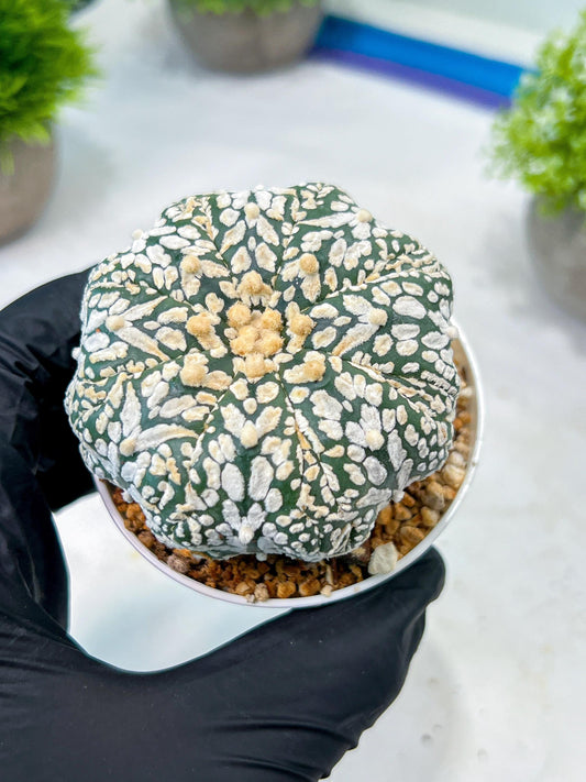 Custom Order- We’ll send you the exact live plant pictured (T8) (b3) | SHIP from USA | 3" Pot