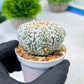 Custom Order- We’ll send you the exact live plant pictured (T8) (b3) | SHIP from USA | 3" Pot