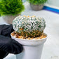 Custom Order- We’ll send you the exact live plant pictured (T8) (b3) | SHIP from USA | 3" Pot