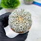 Custom Order- We’ll send you the exact live plant pictured (T8) (b3) | SHIP from USA | 3" Pot