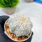 Custom Order- We’ll send you the exact live plant pictured (T8) (b4) | Las Vegas PLANT SELLER| 3" Pot