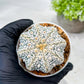 Custom Order- We’ll send you the exact live plant pictured (T8) (b4) | Las Vegas PLANT SELLER| 3" Pot