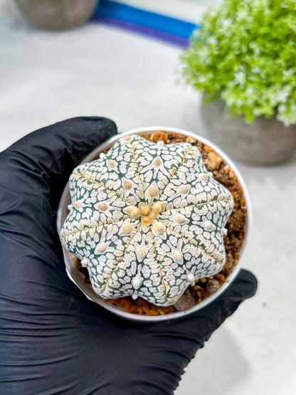 Custom Order- We’ll send you the exact live plant pictured (T8) (b4) | Las Vegas PLANT SELLER| 3" Pot