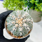 Custom Order- We’ll send you the exact live plant pictured (T8) (b5) | Las Vegas Plant Shp | 3" Pot