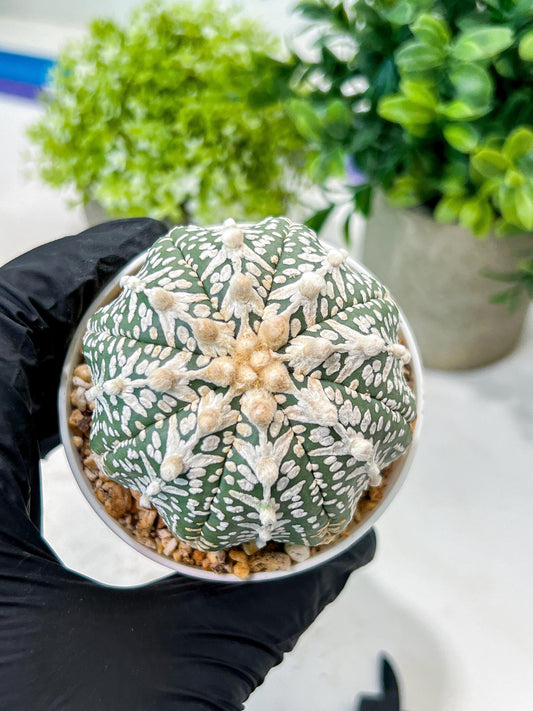 Custom Order- We’ll send you the exact live plant pictured (T8) (b5) | Las Vegas Plant Shp | 3" Pot