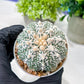 Custom Order- We’ll send you the exact live plant pictured (T8) (b5) | Las Vegas Plant Shp | 3" Pot