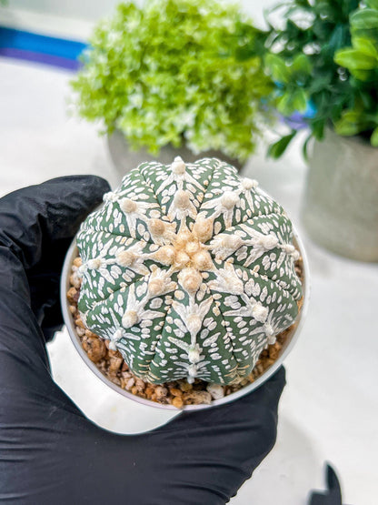 Custom Order- We’ll send you the exact live plant pictured (T8) (b5) | Las Vegas Plant Shp | 3" Pot