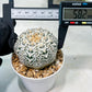 Custom Order- We’ll send you the exact live plant pictured (T8) (b6) | American Plant Seller | 3" Pot