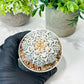 Custom Order- We’ll send you the exact live plant pictured (T8) (b6) | American Plant Seller | 3" Pot