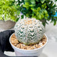 Custom Order- We’ll send you the exact live plant pictured (T8) (b6) | American Plant Seller | 3" Pot
