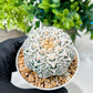Custom Order- We’ll send you the exact live plant pictured (T8) (b6) | American Plant Seller | 3" Pot