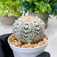 Custom Order- We’ll send you the exact live plant pictured (T8) (b6) | American Plant Seller | 3" Pot