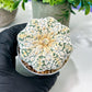 Custom Order- We’ll send you the exact live plant pictured (T8) (b7) | Nevada Plant Seller | 3" Pot