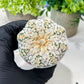 Custom Order- We’ll send you the exact live plant pictured (T8) (b7) | Nevada Plant Seller | 3" Pot
