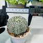 Custom Order- We’ll send you the exact live plant pictured (T8) (g1) | Imported From Japan | 3" Pot
