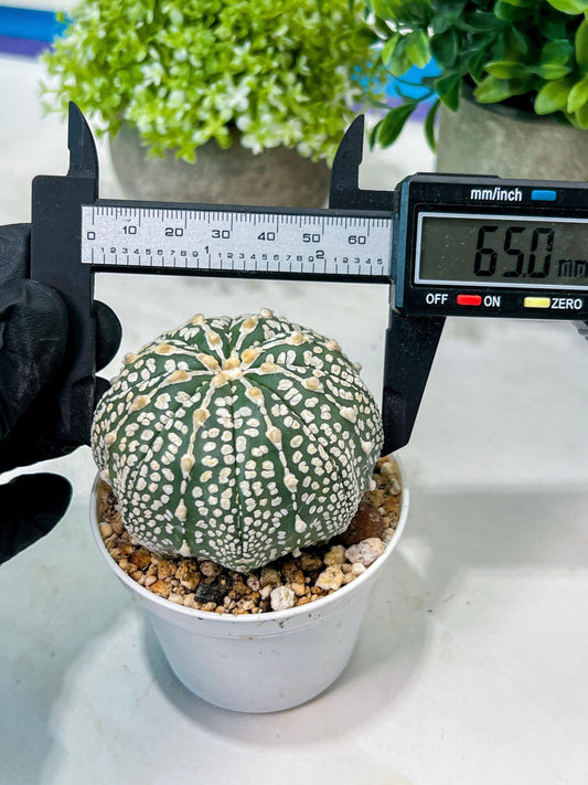Custom Order- We’ll send you the exact live plant pictured (T8) (g1) | Imported From Japan | 3" Pot