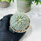 Custom Order- We’ll send you the exact live plant pictured (T8) (g1) | Imported From Japan | 3" Pot