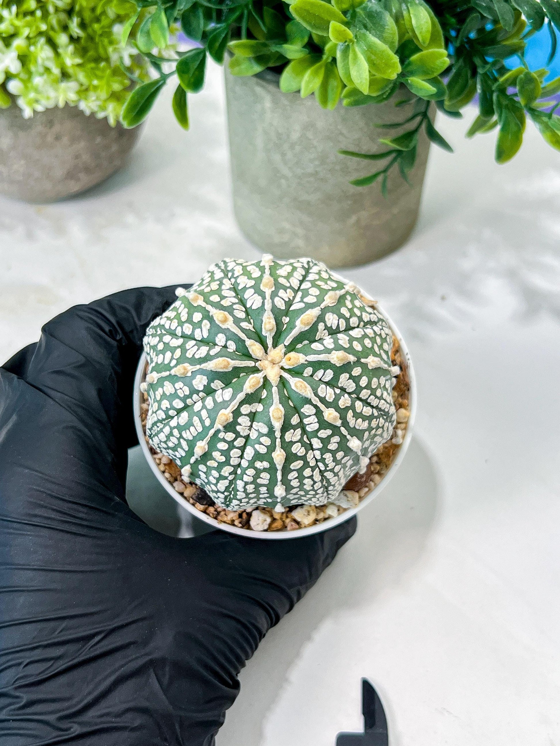 Custom Order- We’ll send you the exact live plant pictured (T8) (g1) | Imported From Japan | 3" Pot