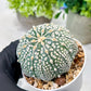 Custom Order- We’ll send you the exact live plant pictured (T8) (g1) | Imported From Japan | 3" Pot