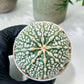 Custom Order- We’ll send you the exact live plant pictured (T8) (g1) | Imported From Japan | 3" Pot
