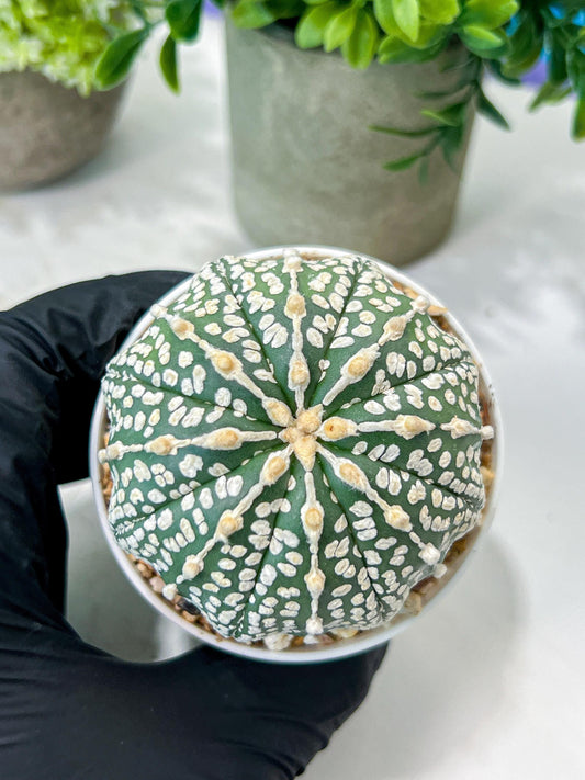 Custom Order- We’ll send you the exact live plant pictured (T8) (g1) | Imported From Japan | 3" Pot
