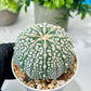Custom Order- We’ll send you the exact live plant pictured (T8) (g1) | Imported From Japan | 3" Pot