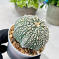 Custom Order- We’ll send you the exact live plant pictured (T8) (g1) | Imported From Japan | 3" Pot