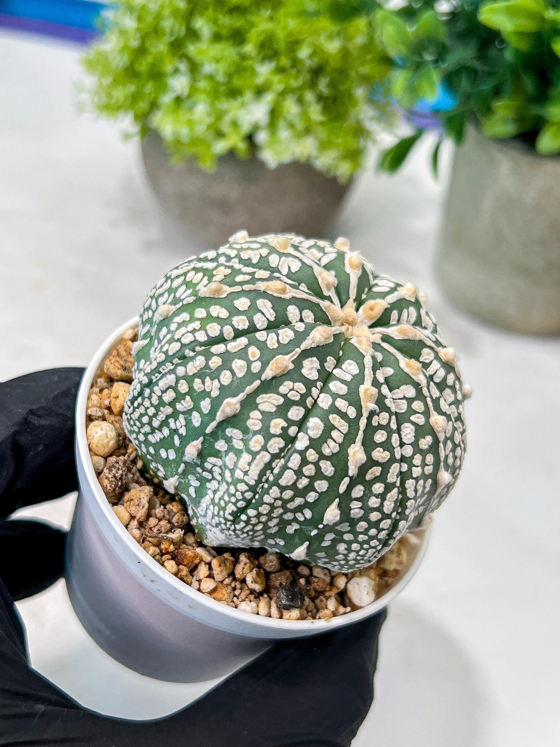 Custom Order- We’ll send you the exact live plant pictured (T8) (g1) | Imported From Japan | 3" Pot