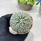 Custom Order- We’ll send you the exact live plant pictured (T8) (g1) | Imported From Japan | 3" Pot