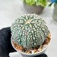Custom Order- We’ll send you the exact live plant pictured (T8) (g1) | Imported From Japan | 3" Pot