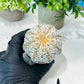 Custom Order- We’ll send you the exact live plant pictured (T8) (g2) | Las Vegas Plant Shop | 3" Pot