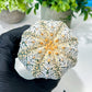 Custom Order- We’ll send you the exact live plant pictured (T8) (g2) | Las Vegas Plant Shop | 3" Pot