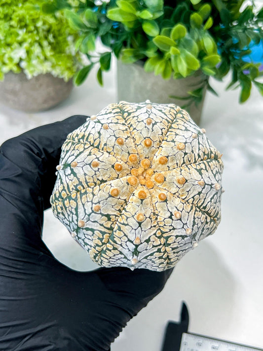 Custom Order- We’ll send you the exact live plant pictured (T8) (g2) | Las Vegas Plant Shop | 3" Pot