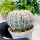 Custom Order- We’ll send you the exact live plant pictured (T8) (g2) | Las Vegas Plant Shop | 3" Pot