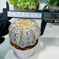 Custom Order- We’ll send you the exact live plant pictured (T8) (g2) | Las Vegas Plant Shop | 3" Pot