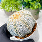 Custom Order- We’ll send you the exact live plant pictured (T8) (g2) | Las Vegas Plant Shop | 3" Pot