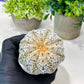 Custom Order- We’ll send you the exact live plant pictured (T8) (g2) | Las Vegas Plant Shop | 3" Pot