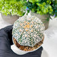 Custom Order- We’ll send you the exact live plant pictured (T8) (g3) | SHIP from USA | 3" Pot